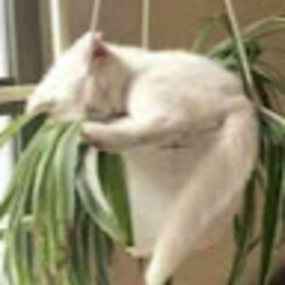 Meet your Posher, Ash - Picture 1 of 1